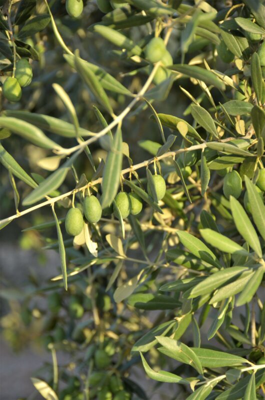 Huile olive italie